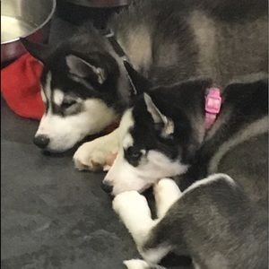 Meet your Posher, Milton